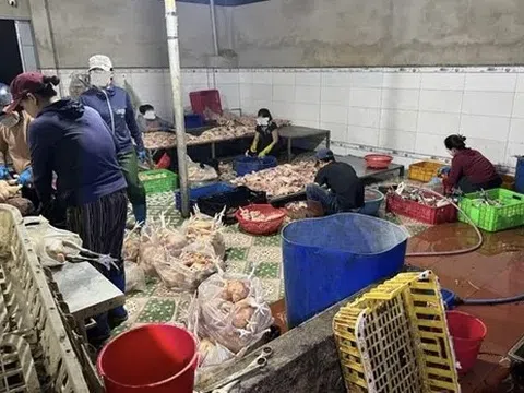 Khánh Hoà: Phát hiện cơ sở giết mổ gia cầm trữ 10 tấn thịt gà không nguồn gốc, xuất xứ
